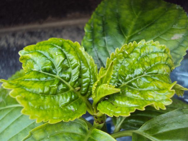 Деформация и изменение текстуры пораженного листа гортензии со светлыми участками