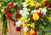 Худшие однолетники для балкона, которые я никому не советую Худшие однолетники для балкона, которые я никому не советую