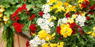 Худшие однолетники для балкона, которые я никому не советую