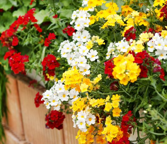 Худшие однолетники для балкона, которые я никому не советую