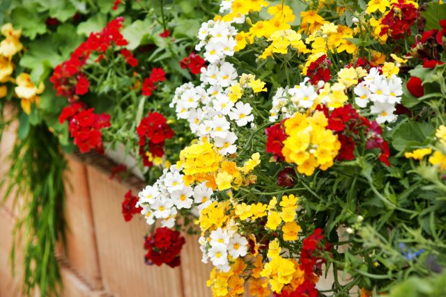 Худшие однолетники для балкона, которые я никому не советую