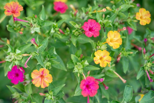 Мирабилис требует много места и воды, а днём выглядит непривлекательно — цветки закрыты. В контейнере быстро теряет форму и плохо переносит ветер.