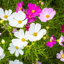 Космея (Cosmos)