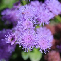 Агератум (Ageratum houstonianum)