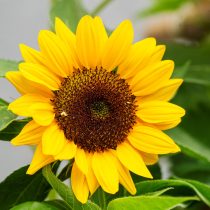 Подсолнечник декоративный (Helianthus annuus)