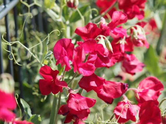 Душистый горошек плохо переносит балкон: корни перегреваются в контейнере, стебли страдают от ветра, а без постоянного ухода цветение быстро прекращается. Слишком капризный вариант для ограниченного пространства.