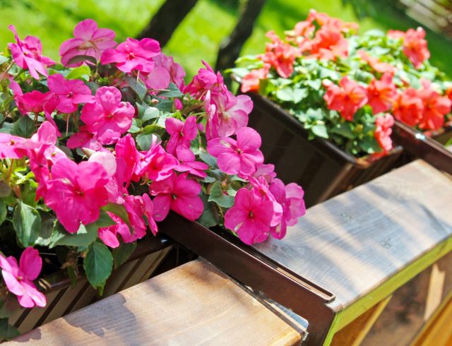 Бальзамин на балконе часто ломается от ветра, а созревающие коробочки разбрасывают семена по всем горшкам. В результате вместо аккуратного цветника появляется хаос из ростков и мусора.