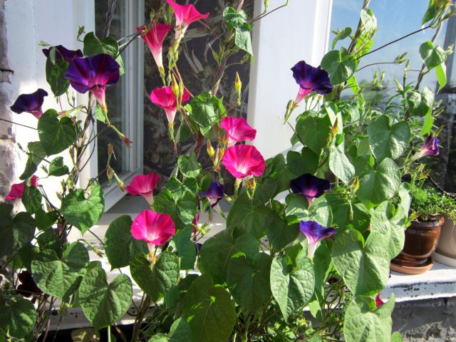 Ипомея быстро заплетает всё вокруг, превращаясь в агрессивную лиану. Цветки живут всего полдня, а в сухом воздухе растение быстро поражается клещом, превращаясь в сложный в уходе и проблемный объект.