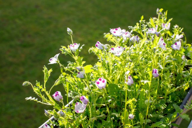 Немофила на балконе редко оправдывает ожидания: вместо плотного ковра вырастают слабые побеги, которые быстро выгорают и исчезают. Короткий цикл жизни делает её неудачным выбором для контейнеров.