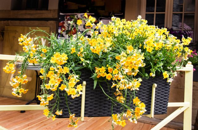 Немезия постоянно осыпает отцветшие лепестки, создавая беспорядок. При этом она крайне чувствительна к поливу: пересушка или переувлажнение быстро портят внешний вид растения.