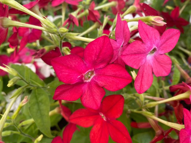 Душистый табак на балконе нестабилен: днём выглядит вялым, на ветру легко повреждается, а крупные листья собирают пыль и липкость. Вечерний аромат в замкнутом пространстве может быть слишком тяжёлым.