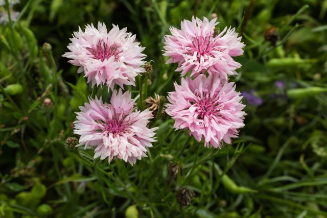 Василёк в контейнере теряет декоративность: стебли оголяются, куст выглядит рыхлым, а цветение становится скудным. При нехватке глубины корня растение быстро теряет форму.