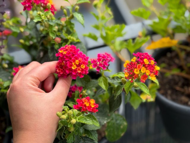 Лантана на балконе может доставить больше проблем, чем радости: резкий запах листьев, постоянное осыпание и высокая привлекательность для вредителей делают её неудобной в замкнутом пространстве.