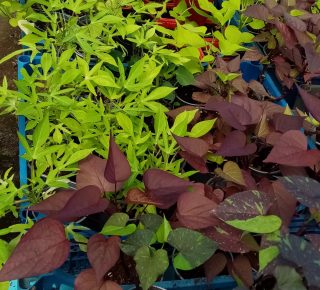 Рассада разных сортов ипомеи батат 2 Рассада разных сортов ипомеи батат 2