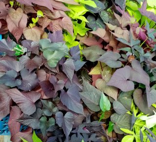 Рассада разных сортов ипомеи батат 1 Рассада разных сортов ипомеи батат 1