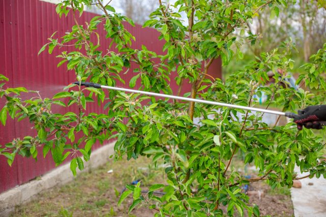 При баковых смесях важна не только формула, но и техника. Слишком дальнее расстояние, крупные капли или обработка только сверху оставляют половину листа без защиты, а вторую половину просто заливают. При баковых смесях важна не только формула, но и техника. Слишком дальнее расстояние, крупные капли или обработка только сверху оставляют половину листа без защиты, а вторую половину просто заливают.