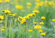 Как избавиться от сорняков на участке быстро и надёжно?