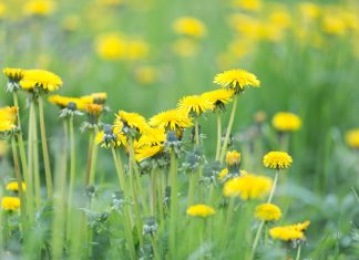 Как избавиться от сорняков на участке быстро и надёжно?
