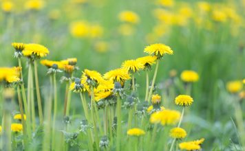 Как избавиться от сорняков на участке быстро и надёжно?