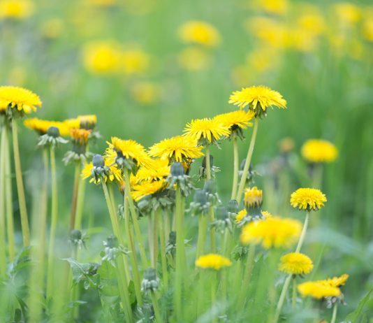 Как избавиться от сорняков на участке быстро и надёжно?