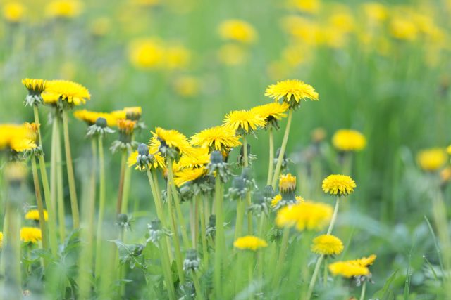 Как избавиться от сорняков на участке быстро и надёжно?