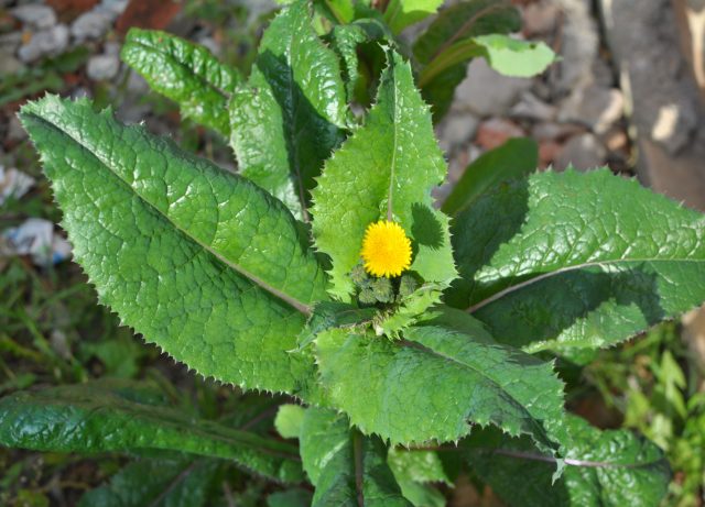 До посадки есть окно, чтобы очистить участок от сорняков без прополки — с помощью гербицидов. Это позволяет убрать осот, пырей, крапиву, вьюнок и другие, чтобы культуры не конкурировали за питание и свет.