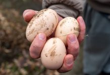 Как по яйцу курицы понять, чего ей не хватает?