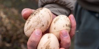 Как по яйцу курицы понять, чего ей не хватает? Как по яйцу курицы понять, чего ей не хватает?