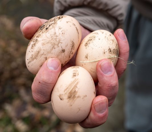 Как по яйцу курицы понять, чего ей не хватает?