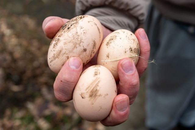 Как по яйцу курицы понять, чего ей не хватает?