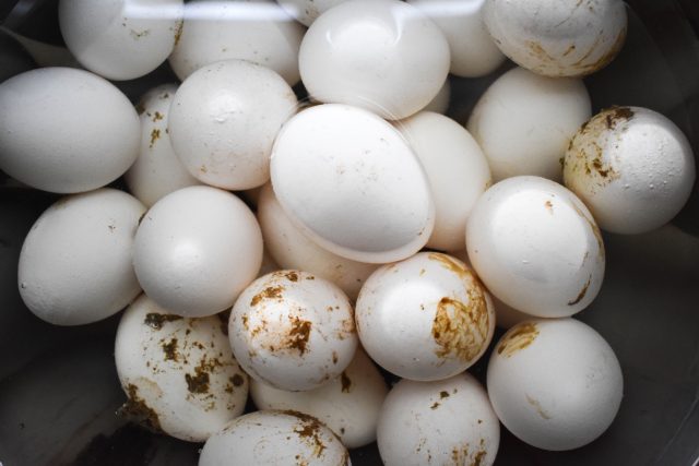 Яйца, покрытые помётом или грязью, чаще всего говорят не о проблемах с курицей, а о нарушении условий содержания. Грязная подстилка, теснота в гнёздах или понос быстро приводят к такому результату.