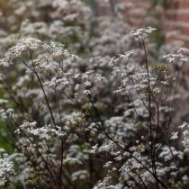 Купырь лесной «Равенсвинг» (Anthriscus sylvestris ‘Ravenswing’)