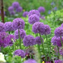 Декоративные луки – аллиумы (Allium)