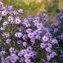 Астры новоанглийские (Symphyotrichum novae-angliae)