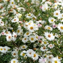 Астры новобельгийские (Symphyotrichum novi-belgii)