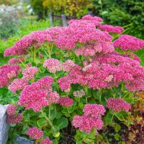 Хилотелефиум видный (Hylotelephium spectabile)