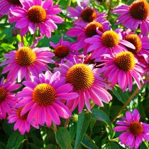 Эхинацея пурпурная (Echinacea purpurea)