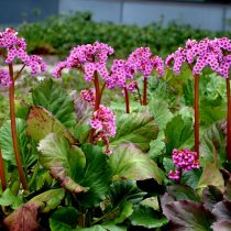Бадан сердцелистный (Bergenia cordifolia)