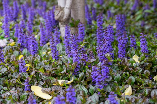 Живучку ползучую часто воспринимают как простой почвопокровник, но её синие колоски в мае — важный ранний источник нектара для шмелей, особенно в тенистых и влажных уголках сада, где выбор цветущих растений ограничен.