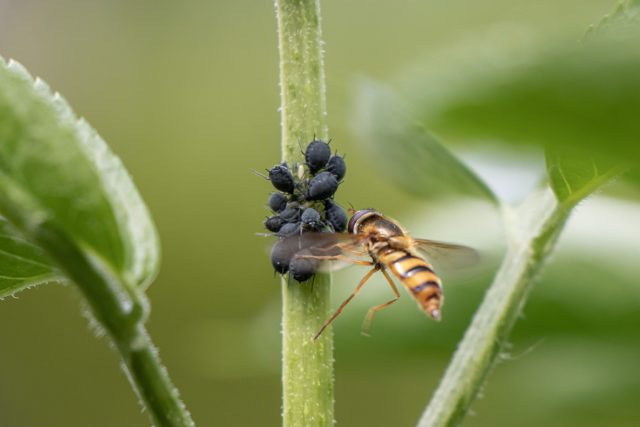 После обработки инсектицидом тля исчезает лишь на время, а вместе с ней гибнут божьи коровки, златоглазки и другие полезные насекомые. В результате вредители возвращаются быстрее, чем успевает восстановиться естественная защита сада.