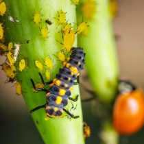 Личинка божьей коровки против тли