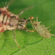 Личинка златоглазки против тли
