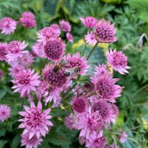 Астранция крупная (Astrantia major)
