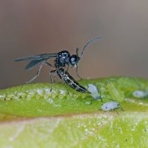 Наездник-паразитоид против тли