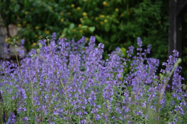 Котовник Фассена «Уокерс Лоу» (Nepeta × faassenii ‘Walker’s Low’)