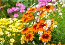 Как победить тлю и мучнистую росу — создаем цветник, который сам держит баланс Как победить тлю и гусениц — создаем цветник, который сам держит баланс