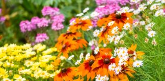 Как победить тлю и гусениц — создаем цветник, который сам держит баланс