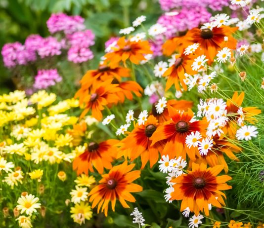 Как победить тлю и мучнистую росу — создаем цветник, который сам держит баланс - Цветник и ландшафт Как победить тлю и гусениц — создаем цветник, который сам держит баланс