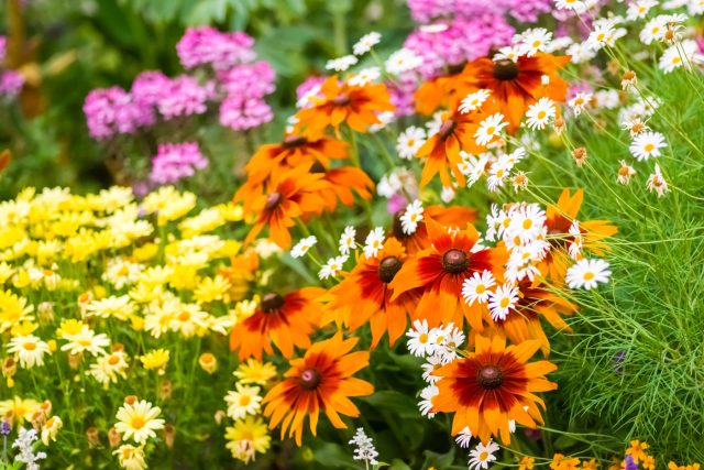 Как победить тлю и мучнистую росу — создаем цветник, который сам держит баланс