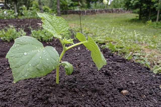 Как помочь рассаде освоиться в открытом грунте?